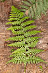 Log fern 